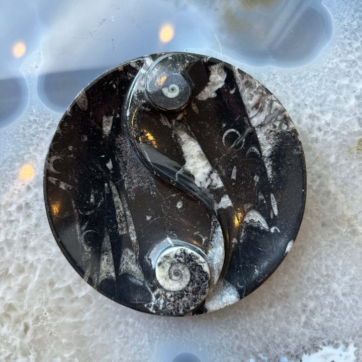 Goniatite &amp; Orthoceras Fossils in Black Limestone Polished Yin-Yang Plate from Morocco