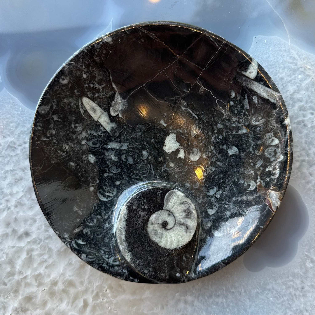 Ammonite &amp; Orthoceras Fossils in Black Limestone Sculptured Plate from Morocco