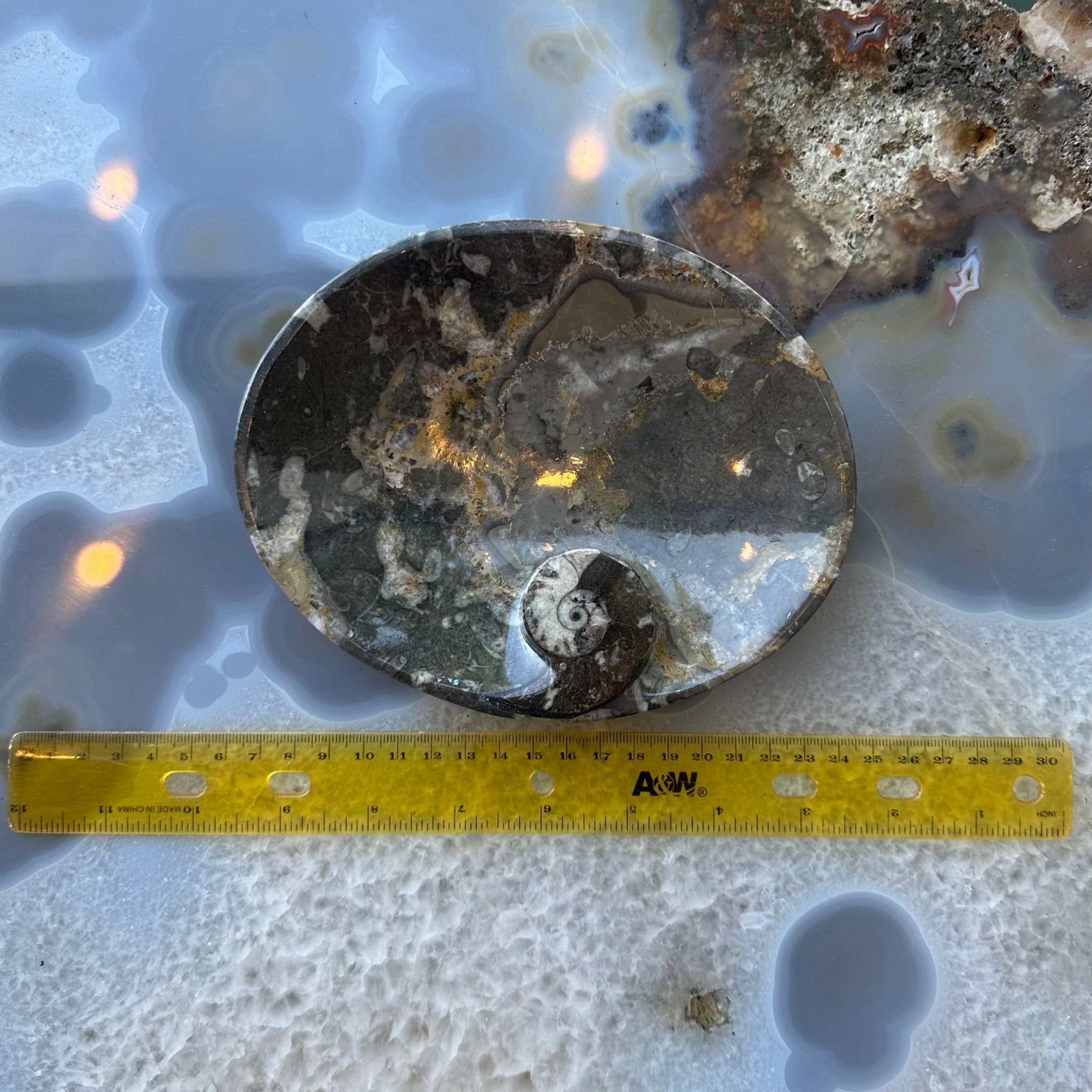 Ammonite &amp; Orthoceras Fossils in Black Limestone Sculptured Plate from Morocco