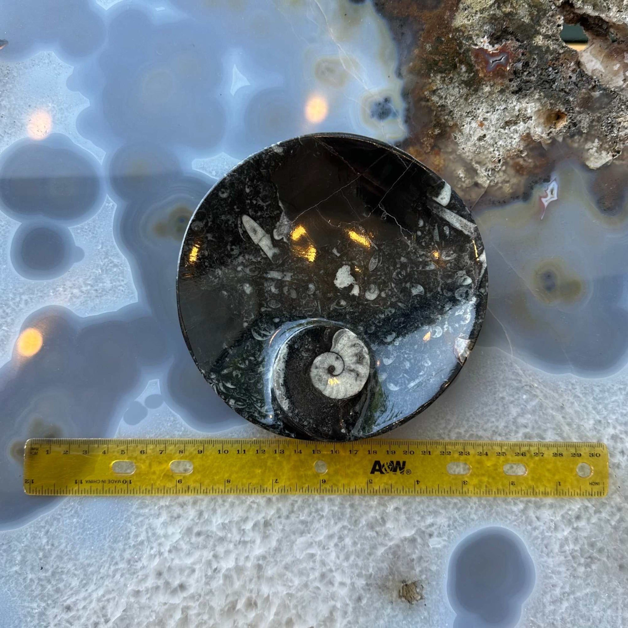 Ammonite &amp; Orthoceras Fossils in Black Limestone Sculptured Plate from Morocco