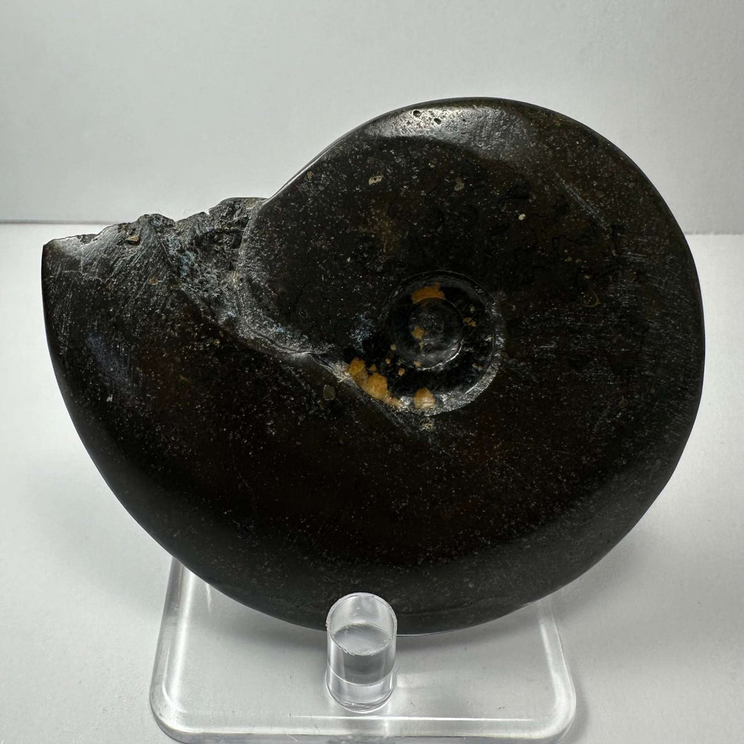 Ammonite Fossil from Morocco