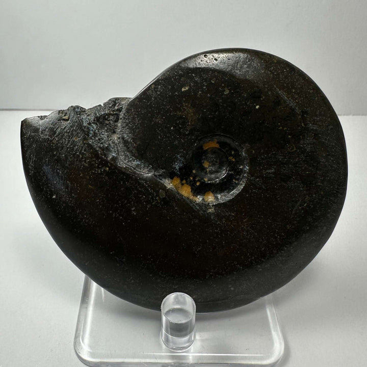 Ammonite Fossil from Morocco