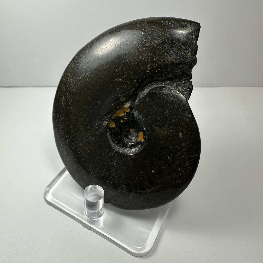 Ammonite Fossil from Morocco