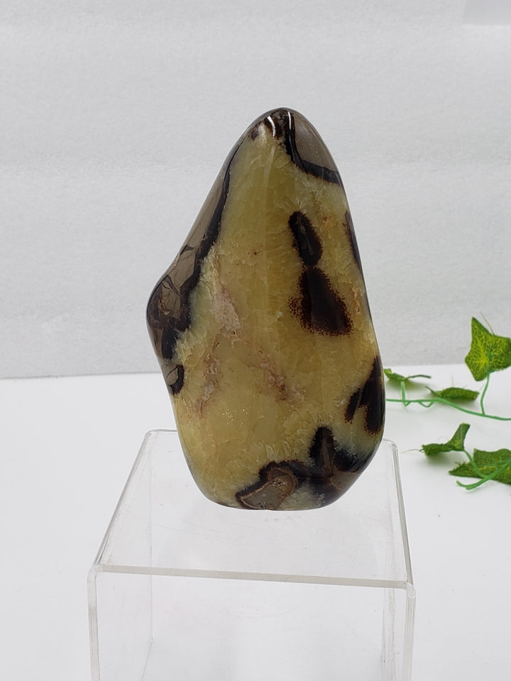 Septarian Stone Freeform