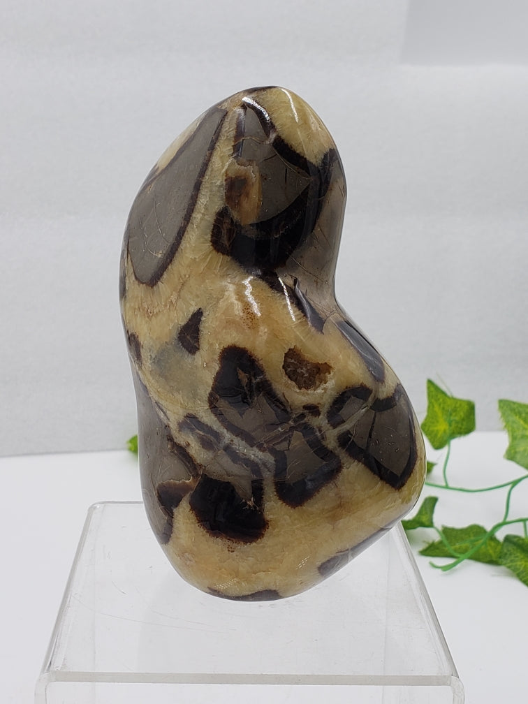 Septarian Stone Freeform