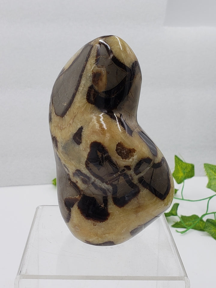 Septarian Stone Freeform