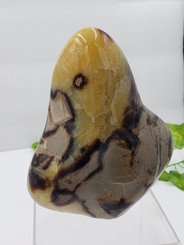 Septarian Stone Freeform