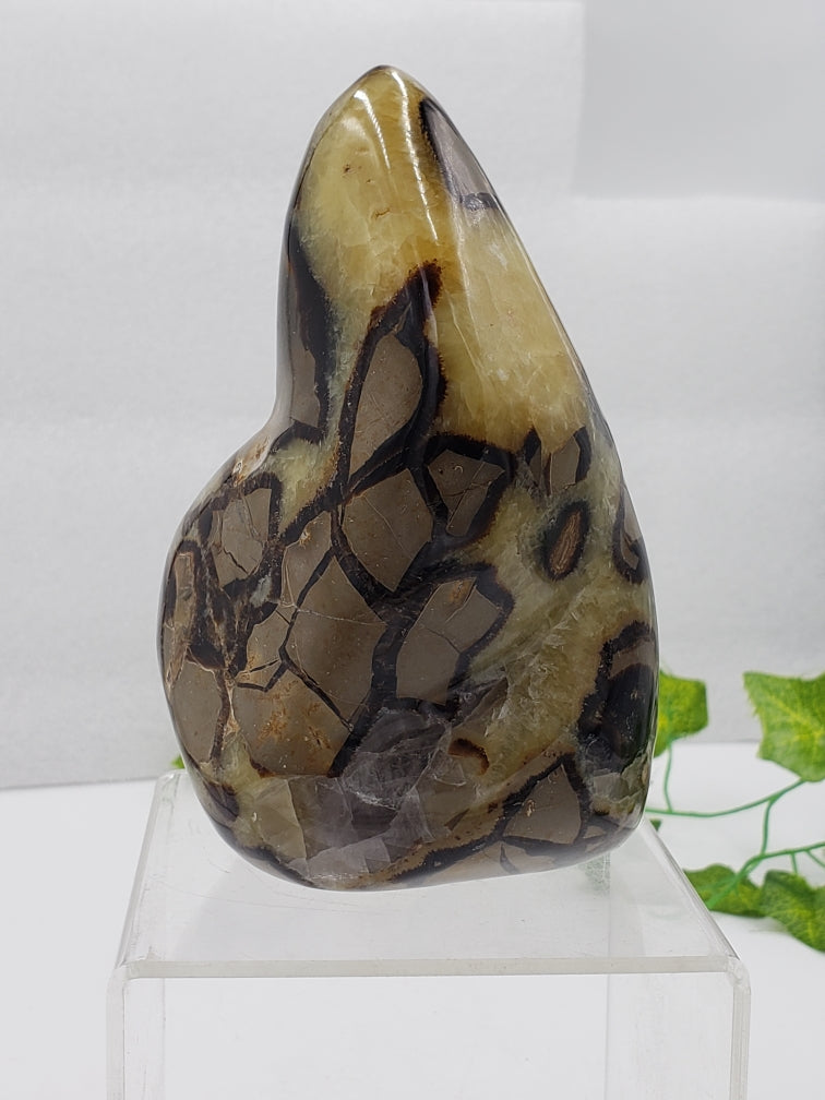 Septarian Stone Freeform