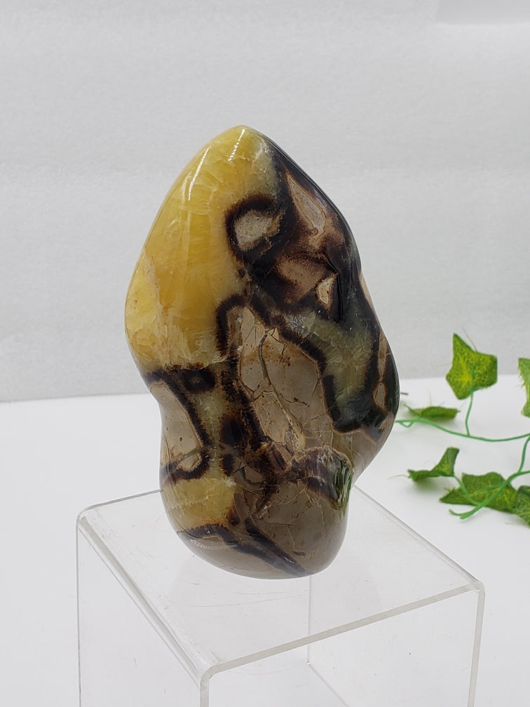 Septarian Stone Freeform