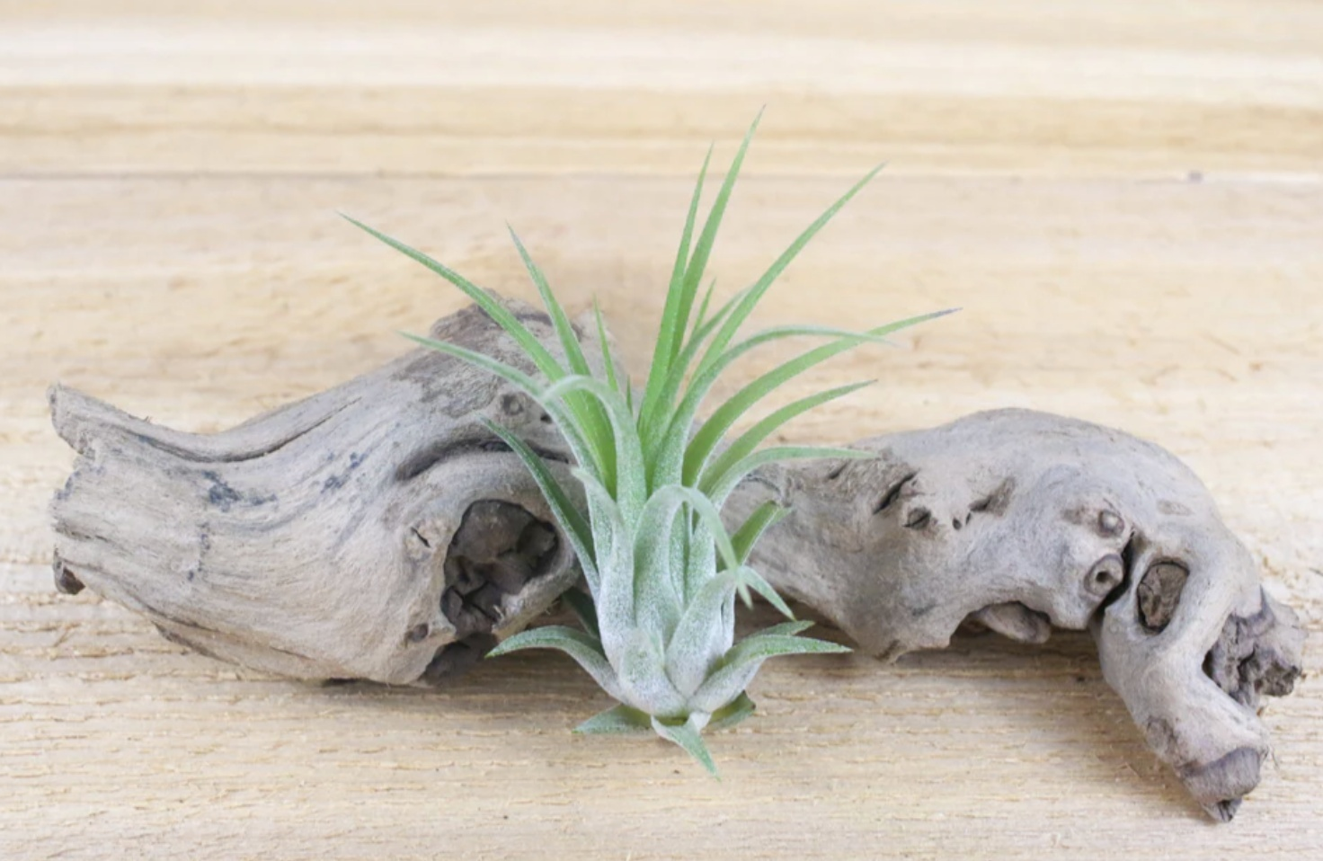 Ionantha Variety Air Plant, Plants