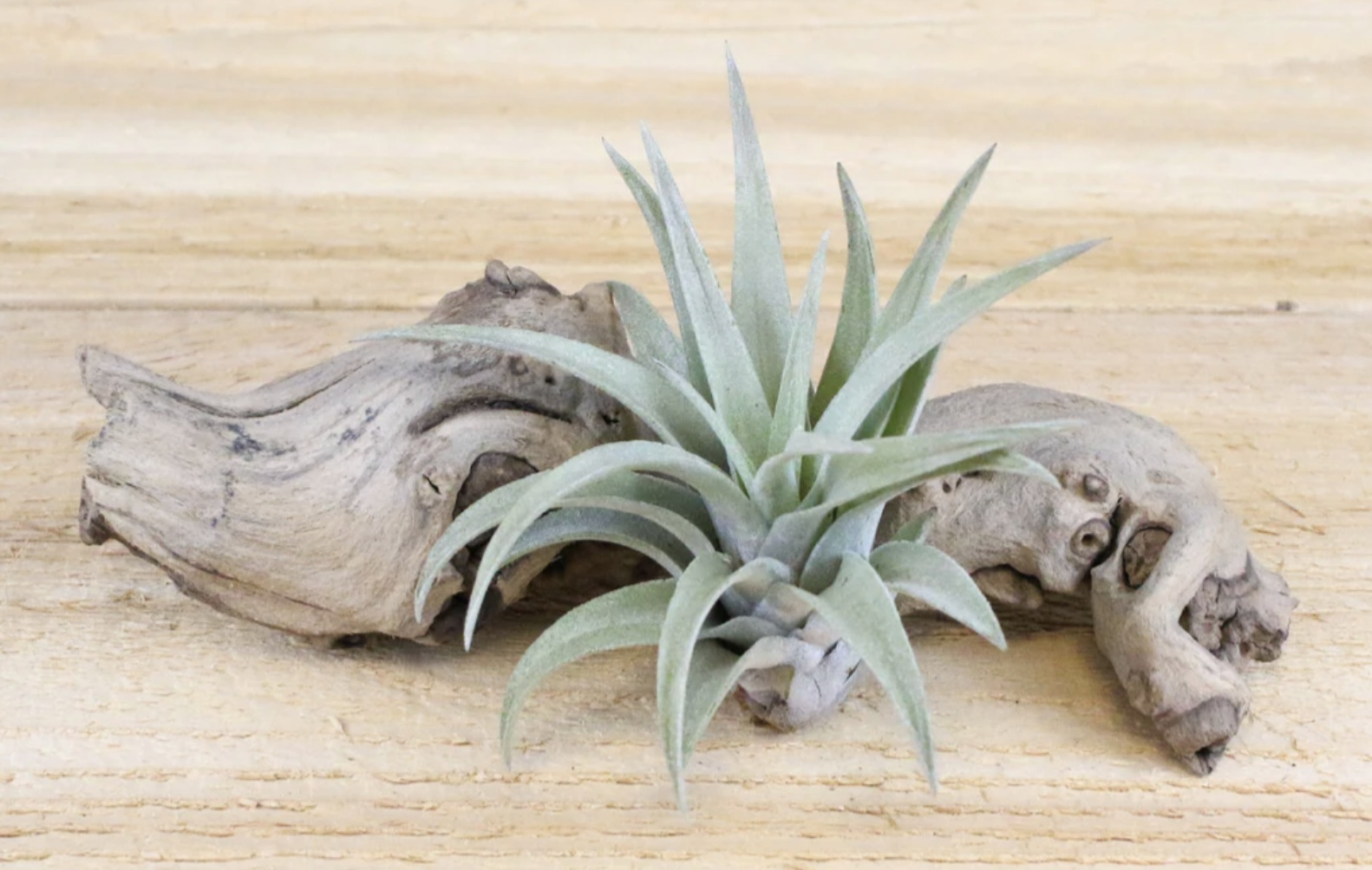 Harrisii Air Plant, Plants