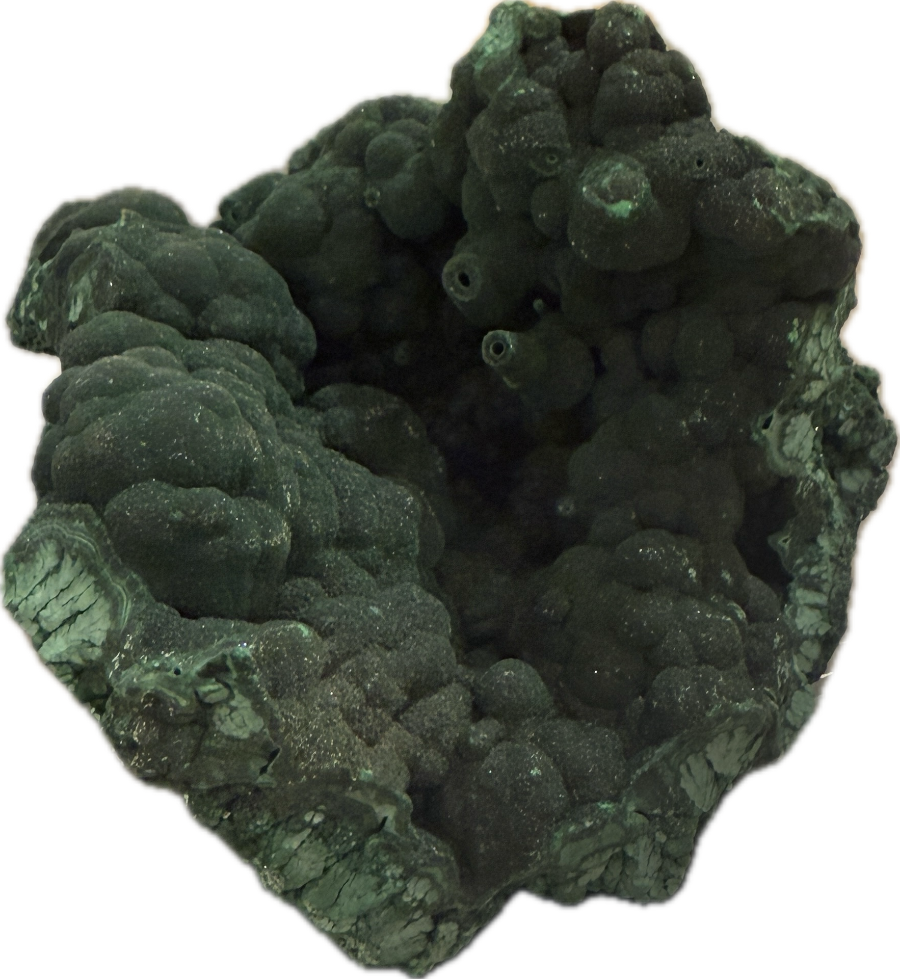 Natural raw Malachite crystal reef showcasing botryoidal formation from DRC Congo, 1lb 2oz.