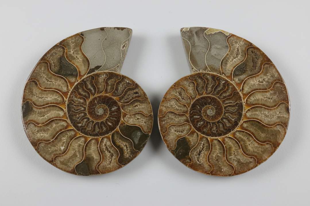 Ammonite Pair ~ 6.5" x 5"