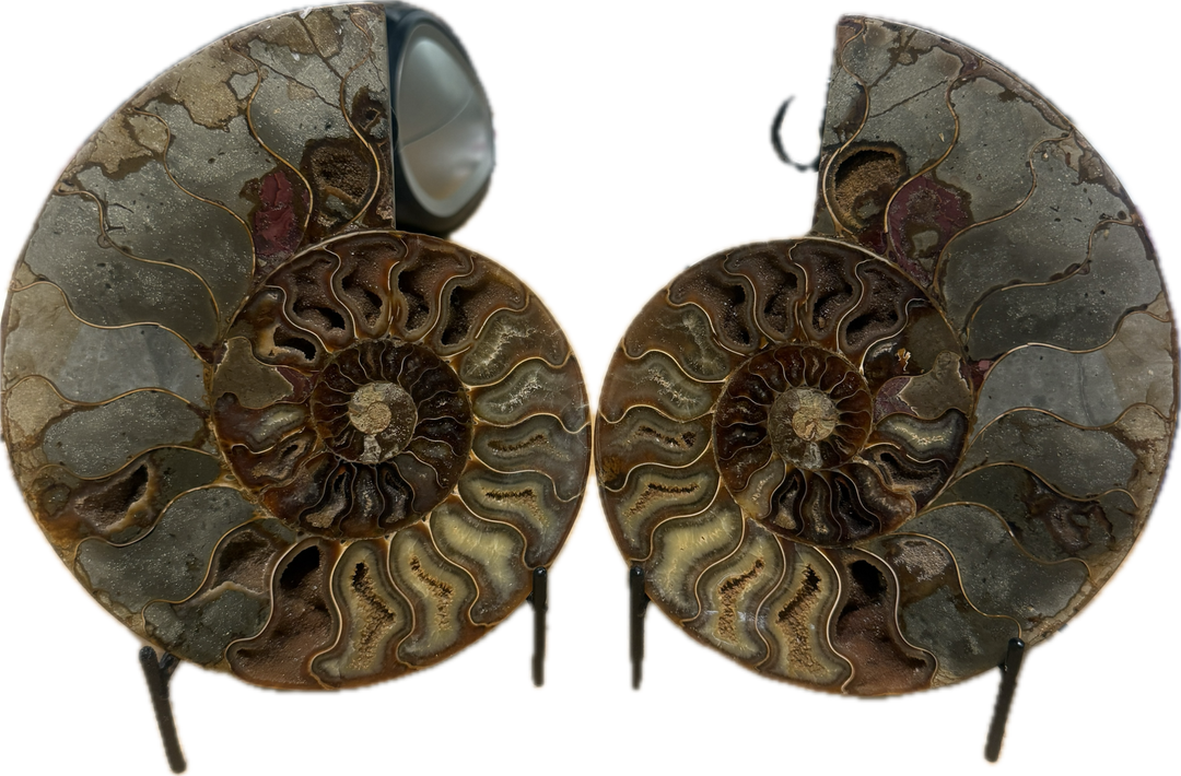 Ammonite fossils pair on stands showcasing spiral patterns.