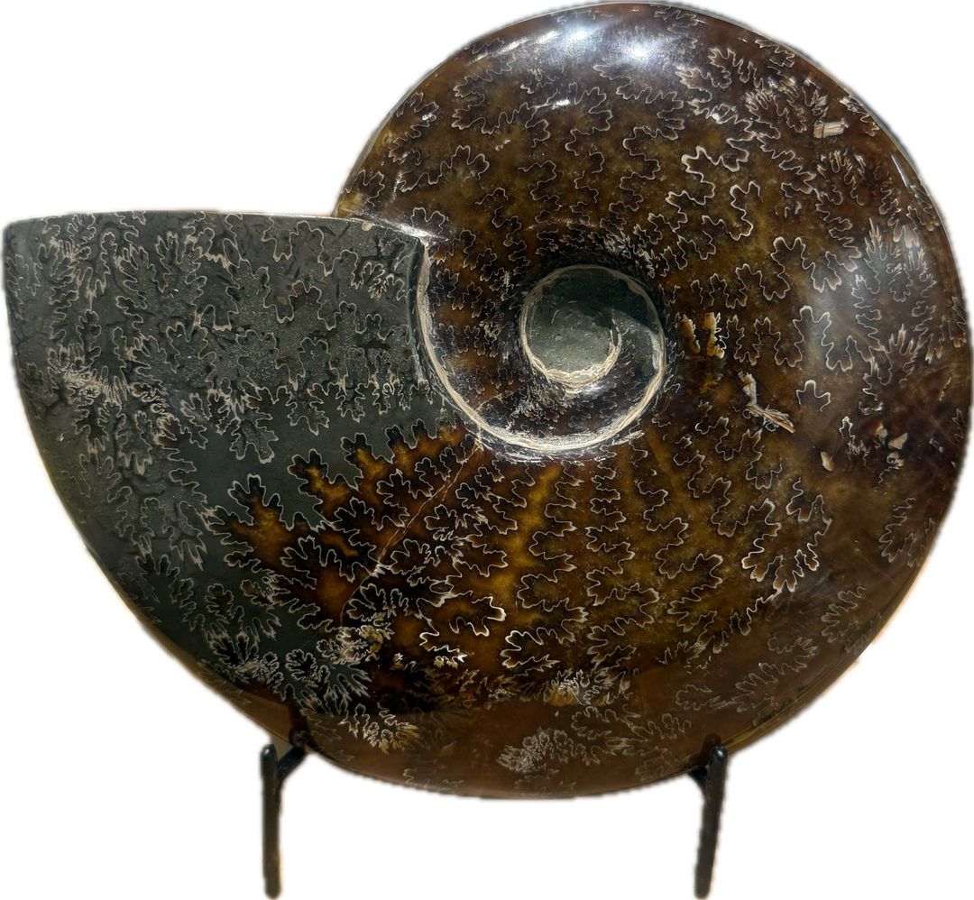 Ammonite fossil measuring 9.5" x 8.5" with intricate spiral patterns, symbolizing ancient earth energies and vitality.