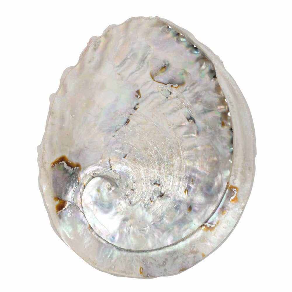 Abalone Shell 5.5&quot;-6&quot; - Sacred Crystals Abalone Shells