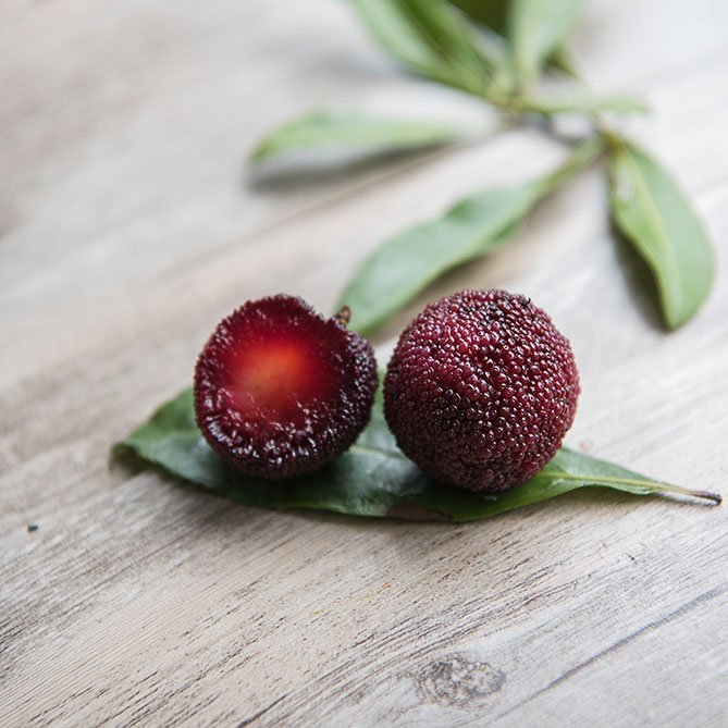 Bayberry Oil — Sun's Eye bottle