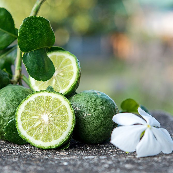 Bergamot Oil — Sun's Eye bottle