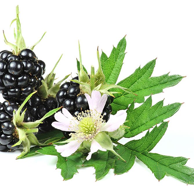 Blackberry Blossom Oil — Sun's Eye bottle