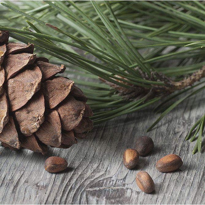 Cedar Oil — Sun's Eye bottle