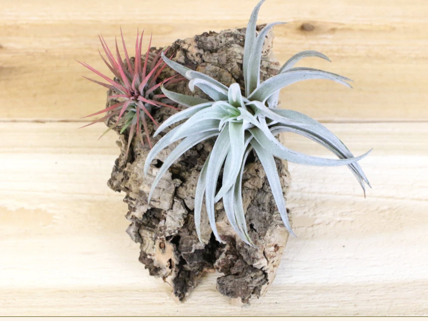 Cork Planter Airplant Array - Sacred Crystals