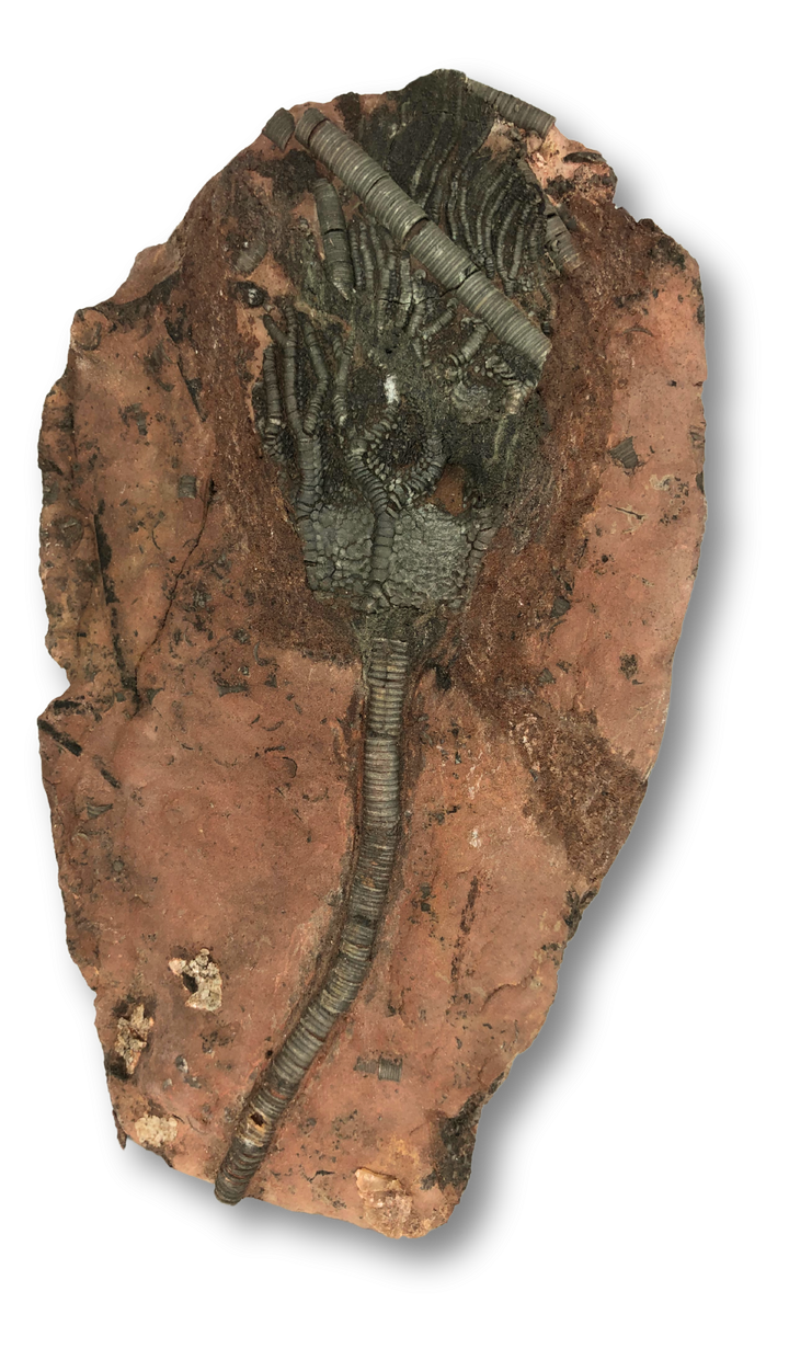 Crinoid Fossil $210.00