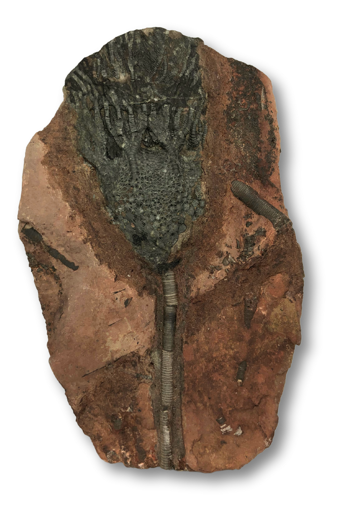 Crinoid Fossil $210.00