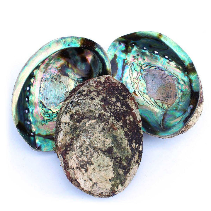Pāua New Zealand Abalone Seashell 5-6.5"