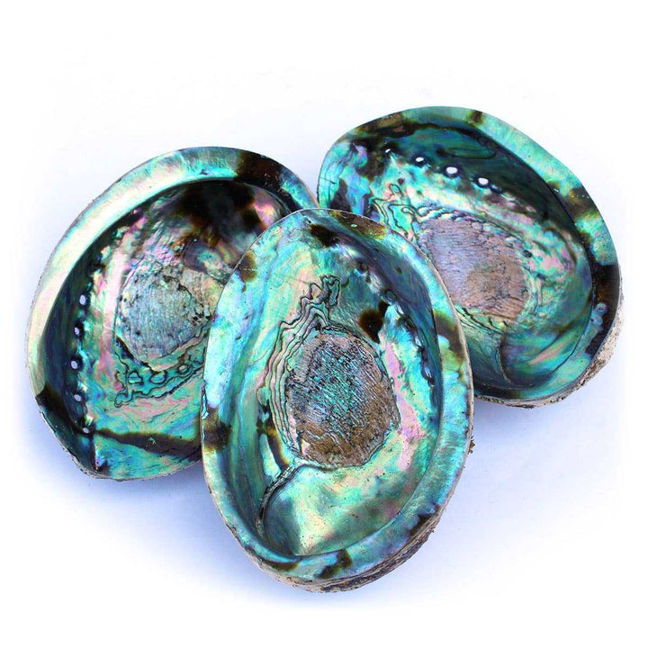 Three iridescent Paua Abalone Seashells with natural green and blue hues, sized 5-6.5 inches, ideal for coastal decor and smudging rituals.