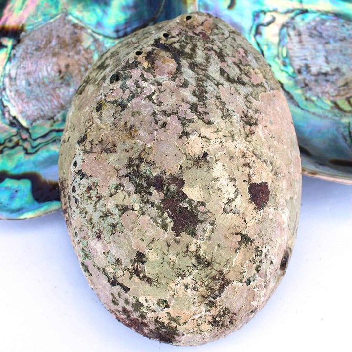 Pāua New Zealand Abalone Seashell 5-6.5"