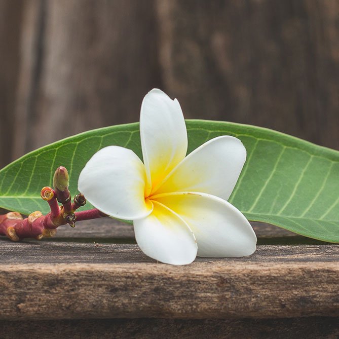 Frangipani Oil — Sun&