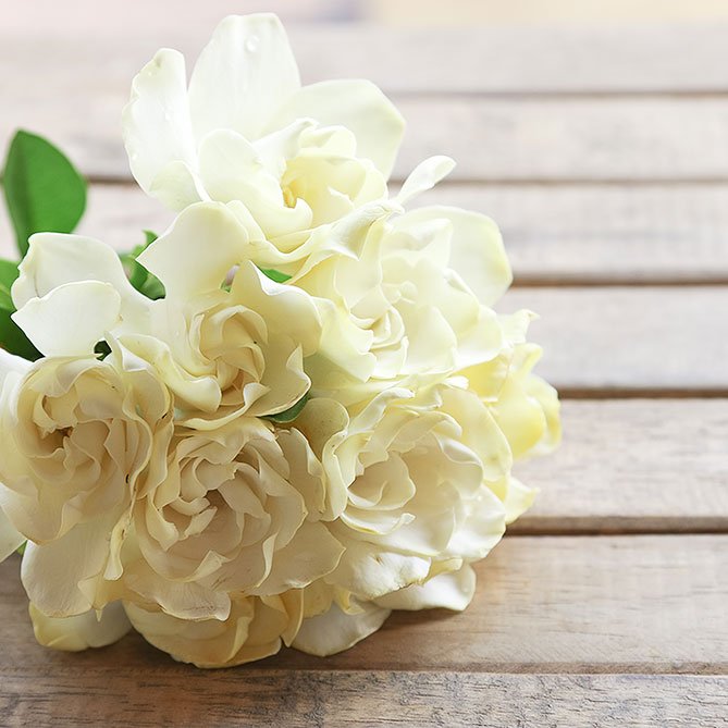 Gardenia Oil — Sun&