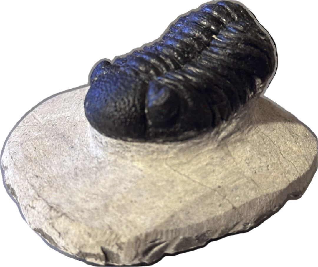 Genuine Trilobite Fossil - Toothless - Sacred Crystals Fossils