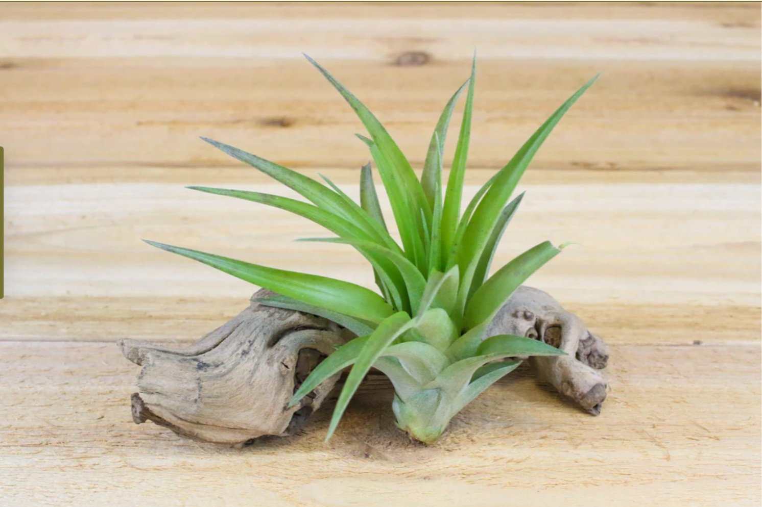 Green Abdita Air Plant - Sacred Crystals