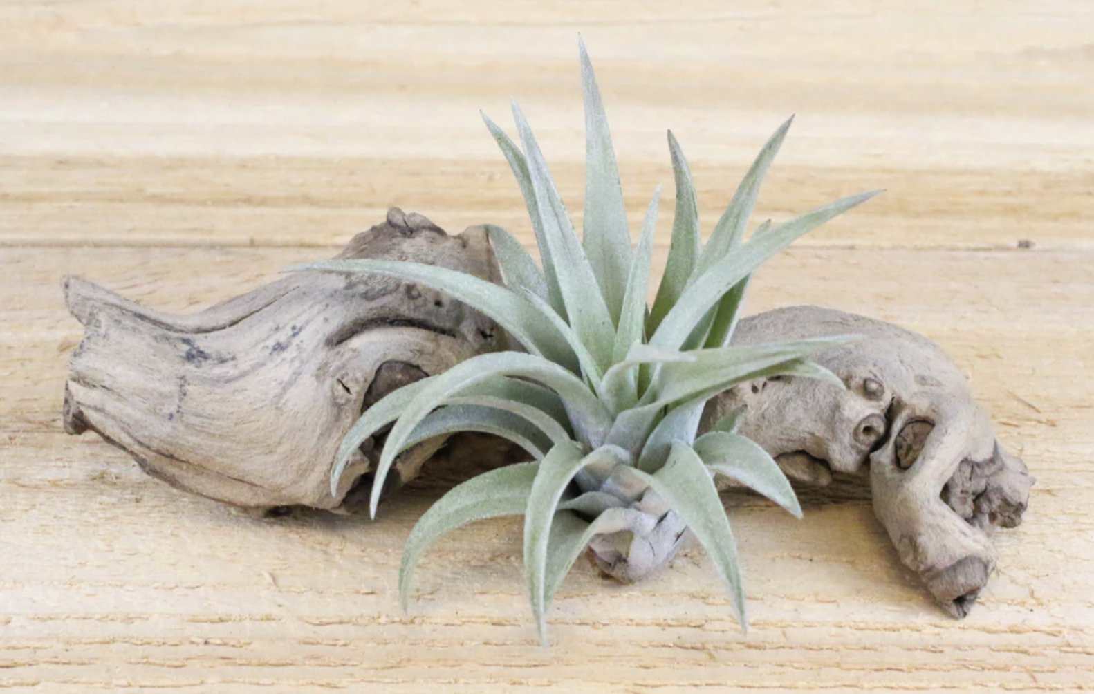 Harrisii Air Plant - Sacred Crystals