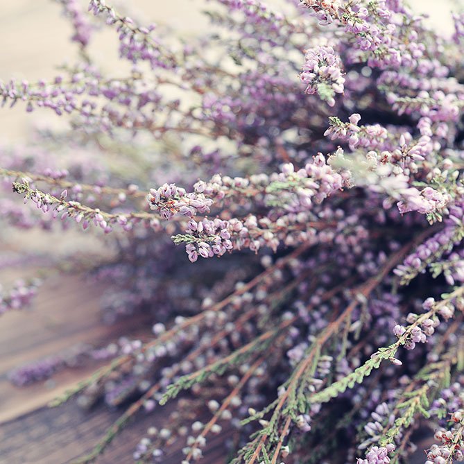 Heather Oil — Sun's Eye bottle