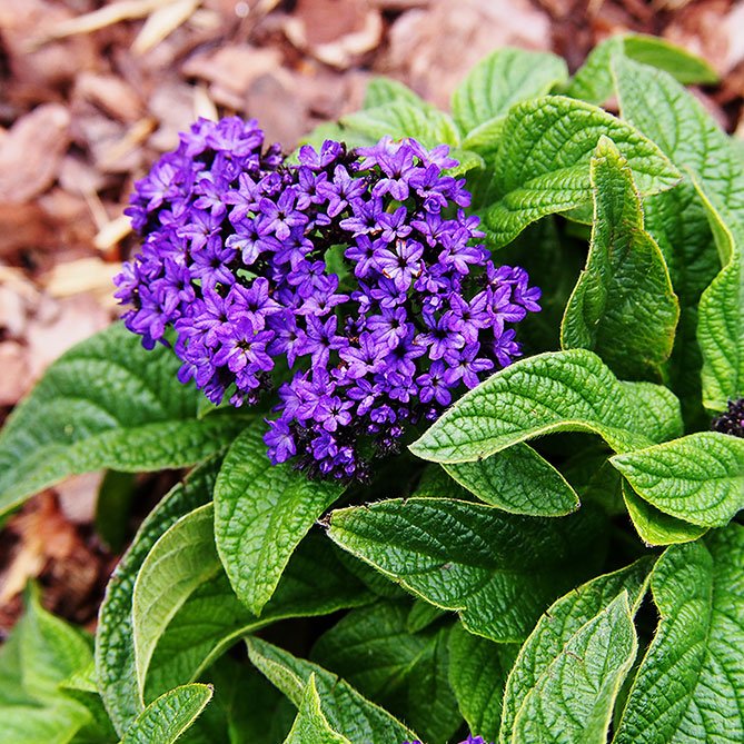 Heliotrope Oil — Sun's Eye bottle