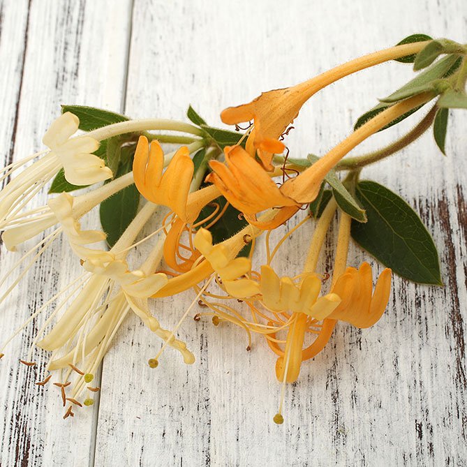 Honeysuckle Oil — Sun&