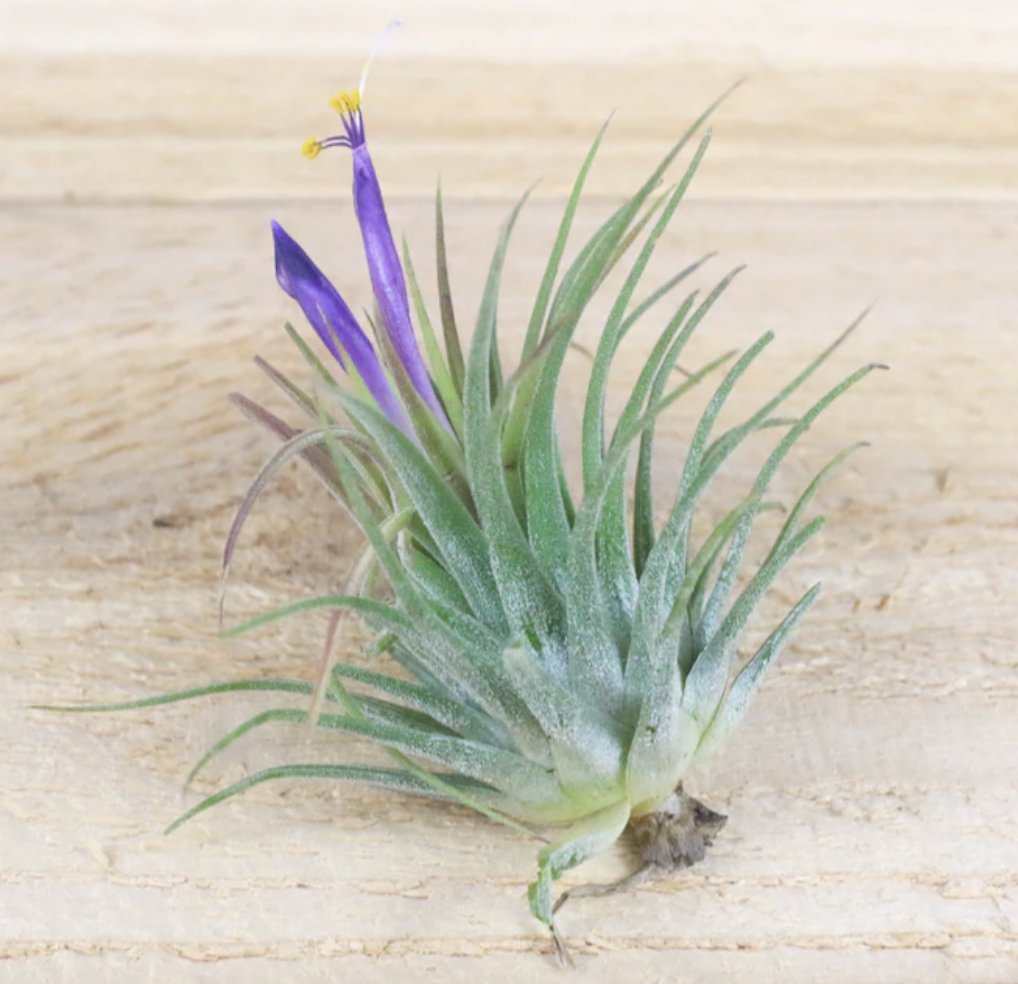 Ionantha Variety Air Plant - Sacred Crystals