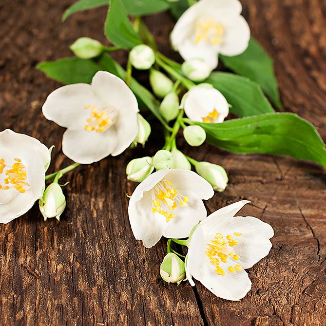 Jasmine Oil — Sun's Eye bottle
