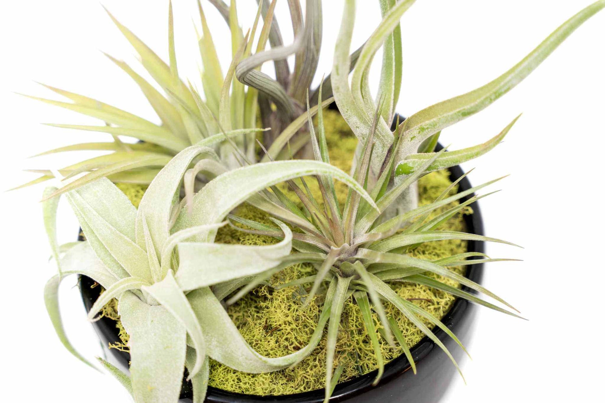 Large Assembled Air Plant Bowl Garden - Sacred Crystals