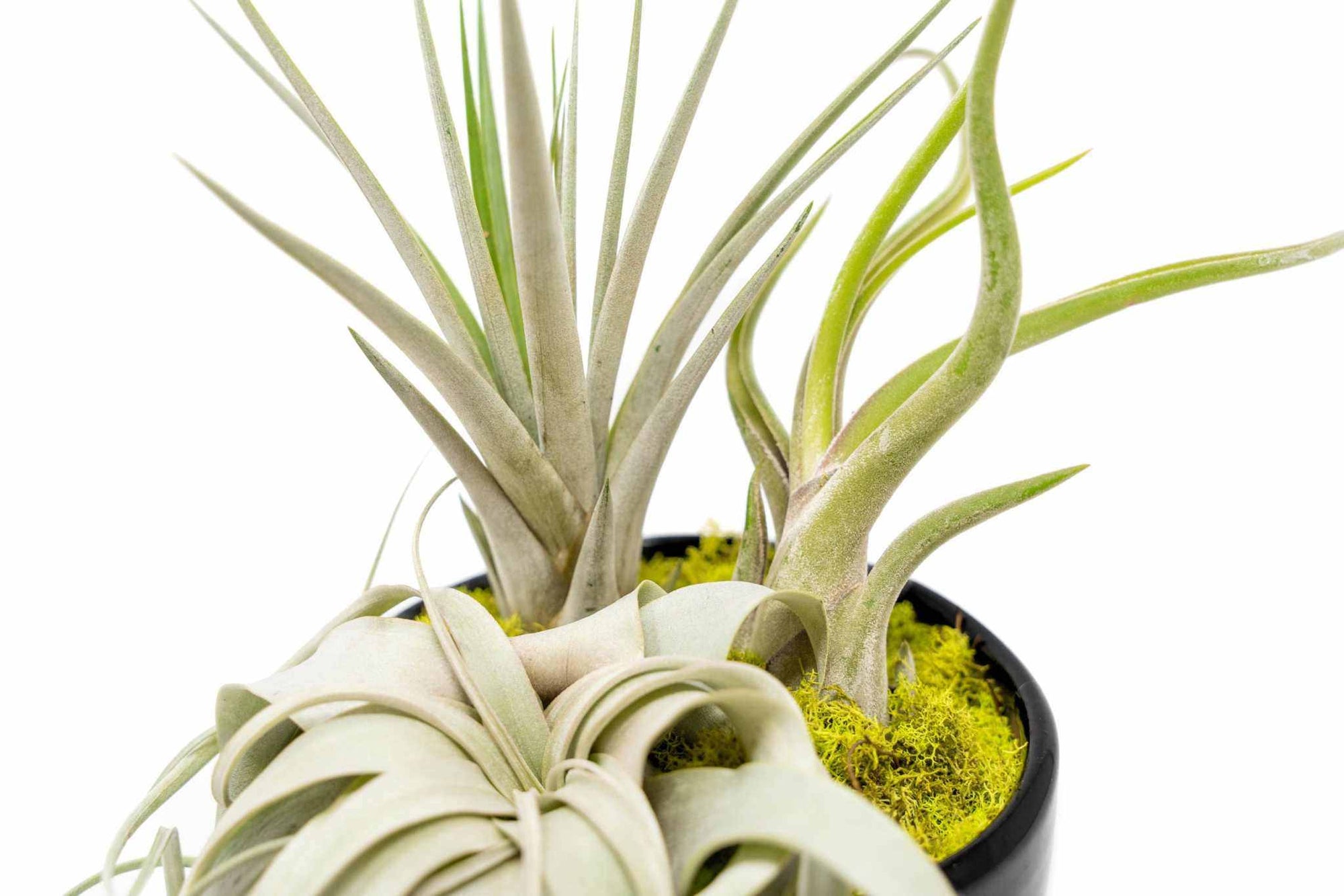 Large Assembled Air Plant Bowl Garden - Sacred Crystals