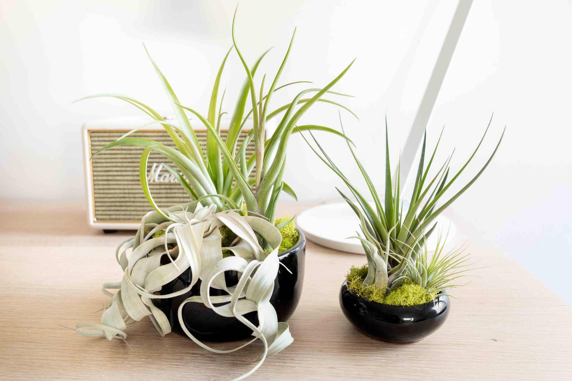 Large Assembled Air Plant Bowl Garden - Sacred Crystals