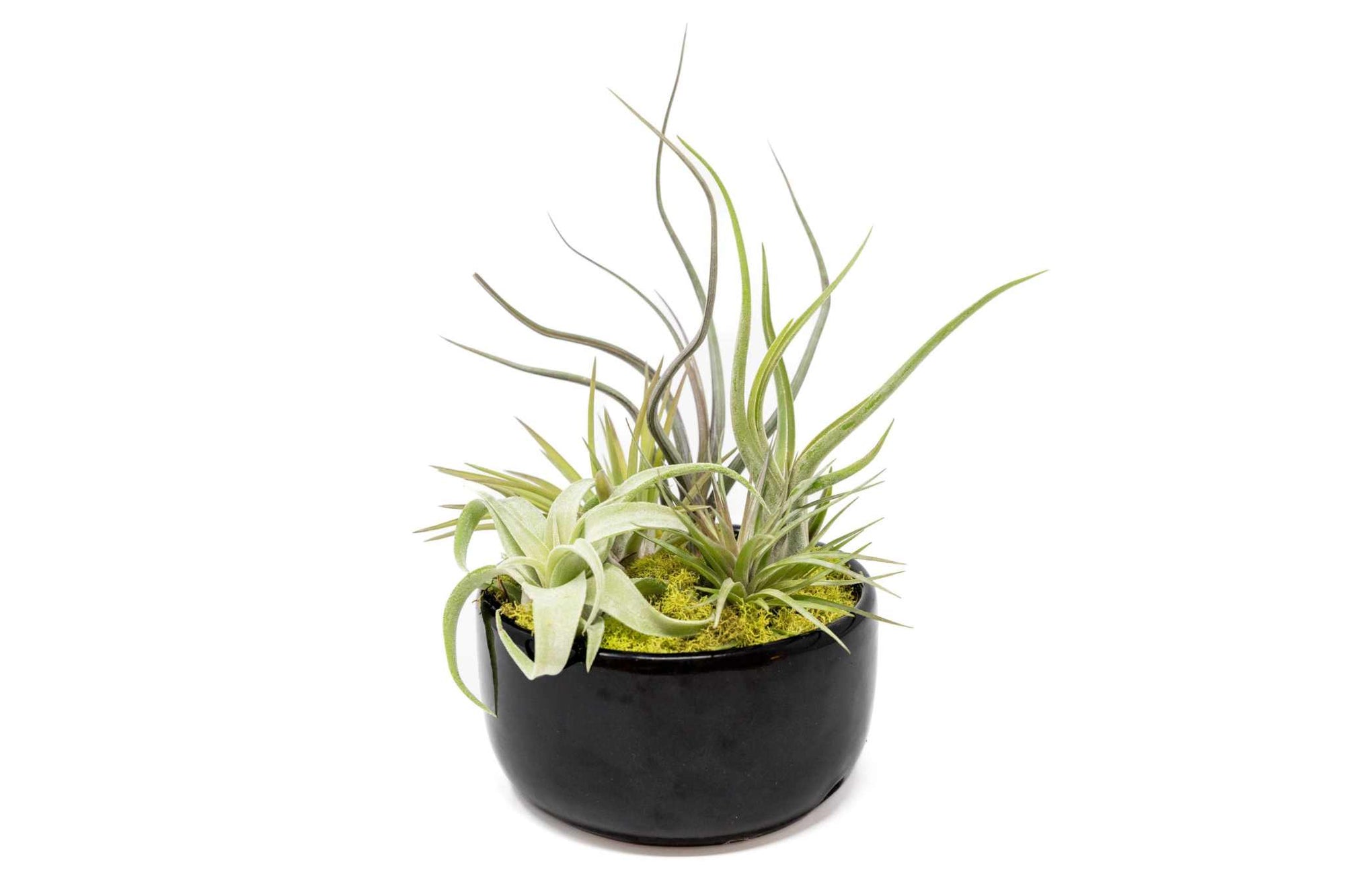 Large Assembled Air Plant Bowl Garden - Sacred Crystals