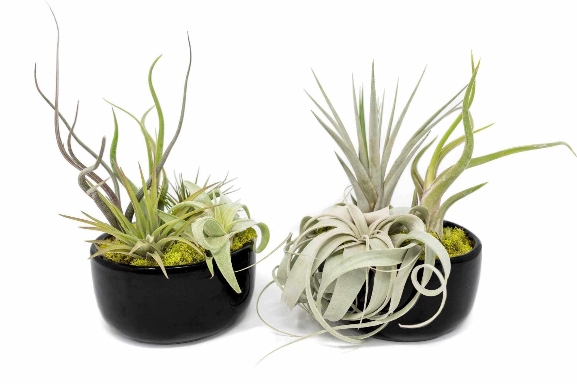 Large Assembled Air Plant Bowl Garden - Sacred Crystals