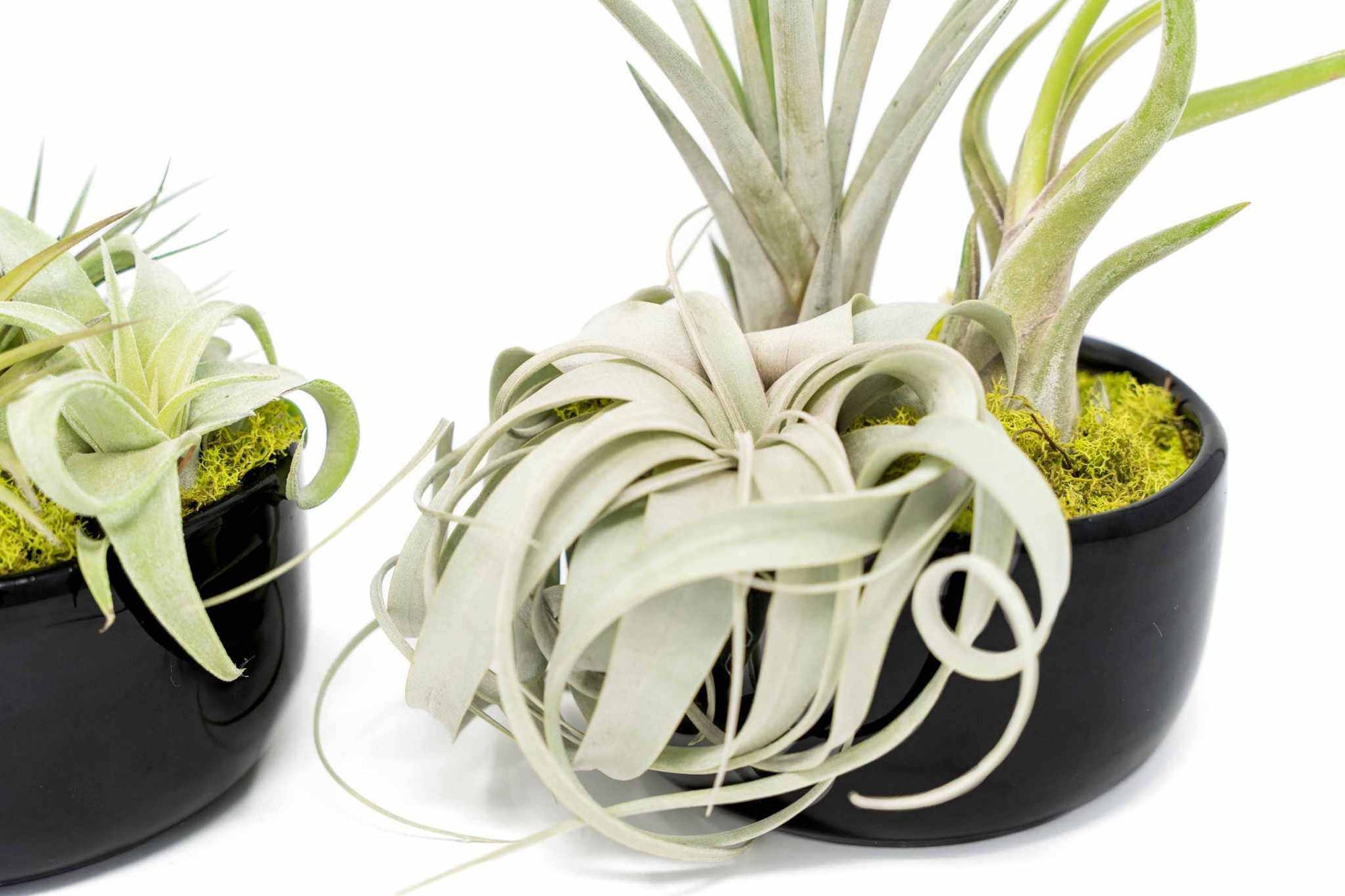 Large Assembled Air Plant Bowl Garden - Sacred Crystals