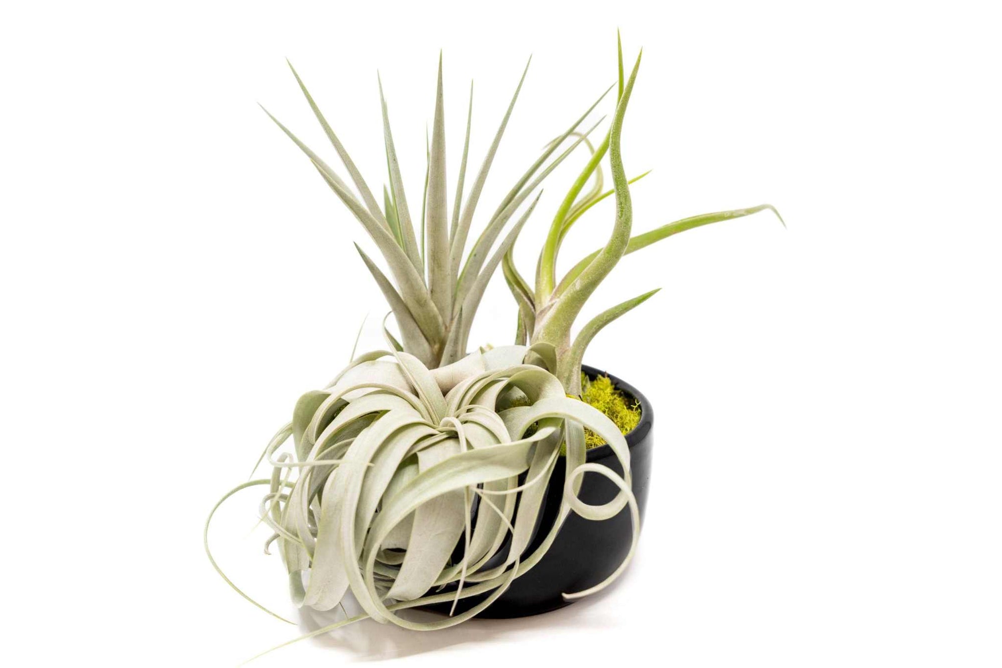 Large Assembled Air Plant Bowl Garden - Sacred Crystals