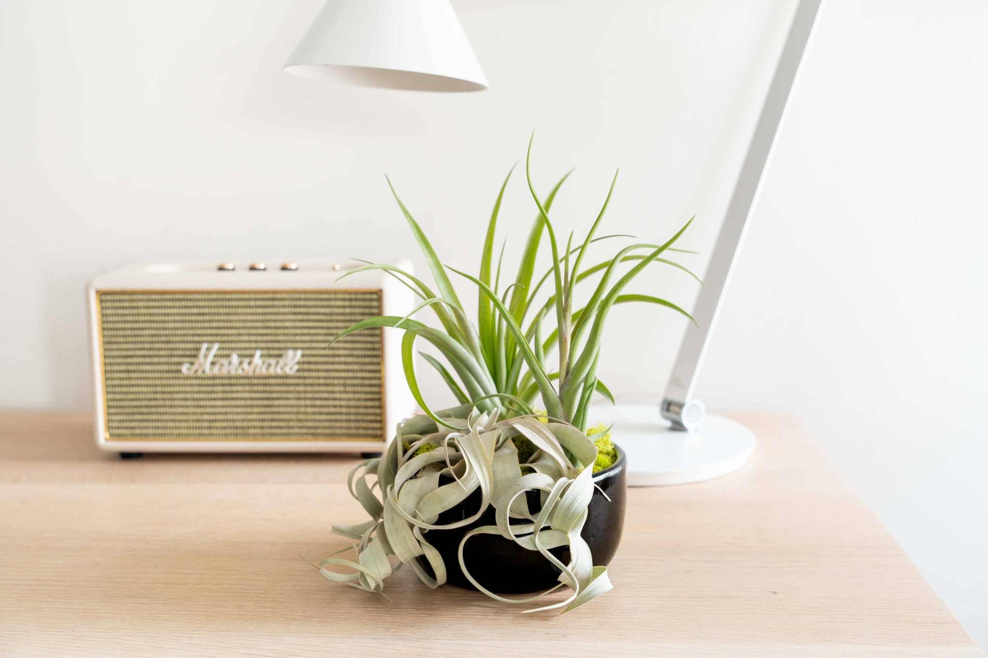 Large Assembled Air Plant Bowl Garden - Sacred Crystals