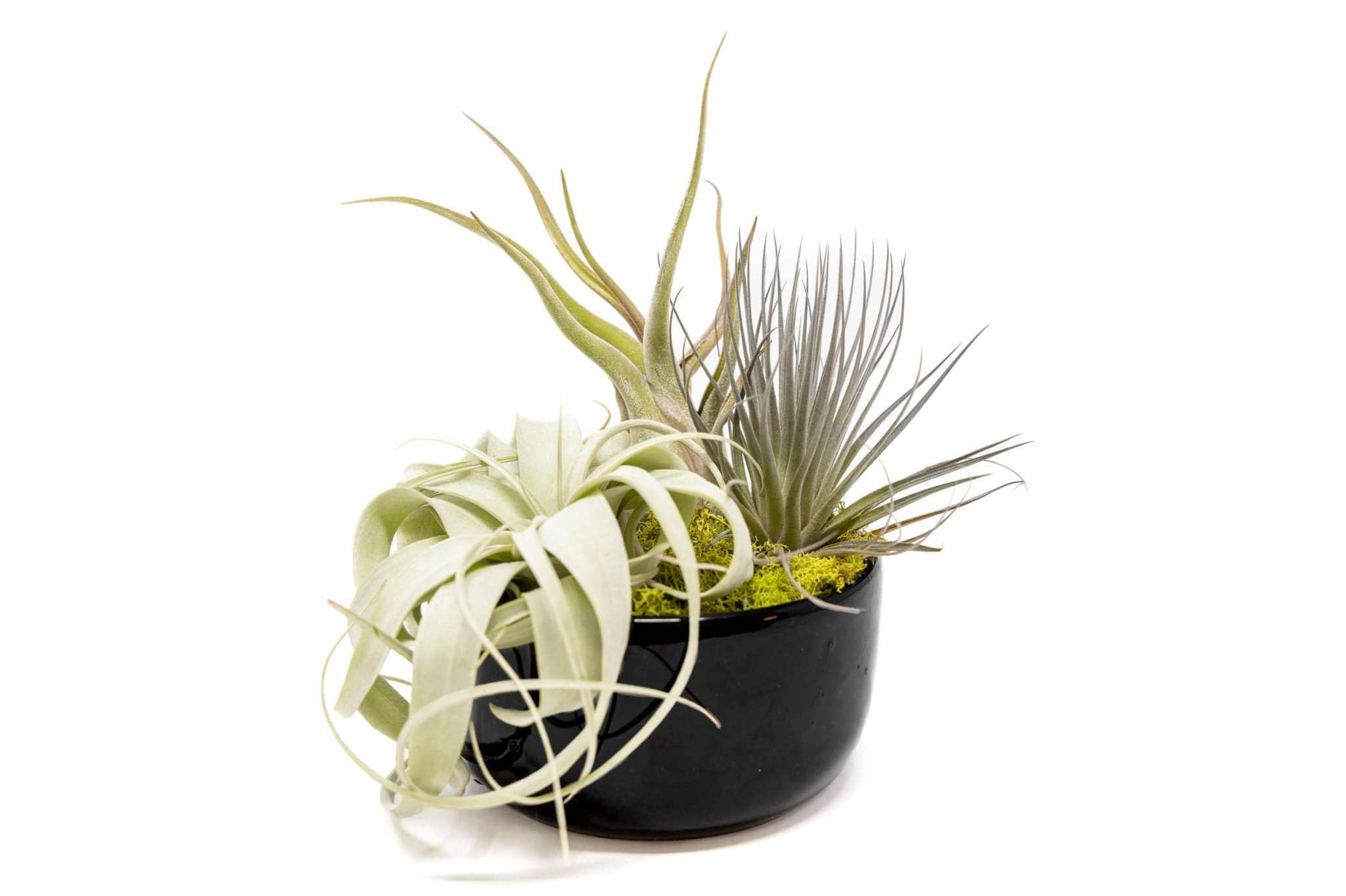Large Assembled Air Plant Bowl Garden - Sacred Crystals