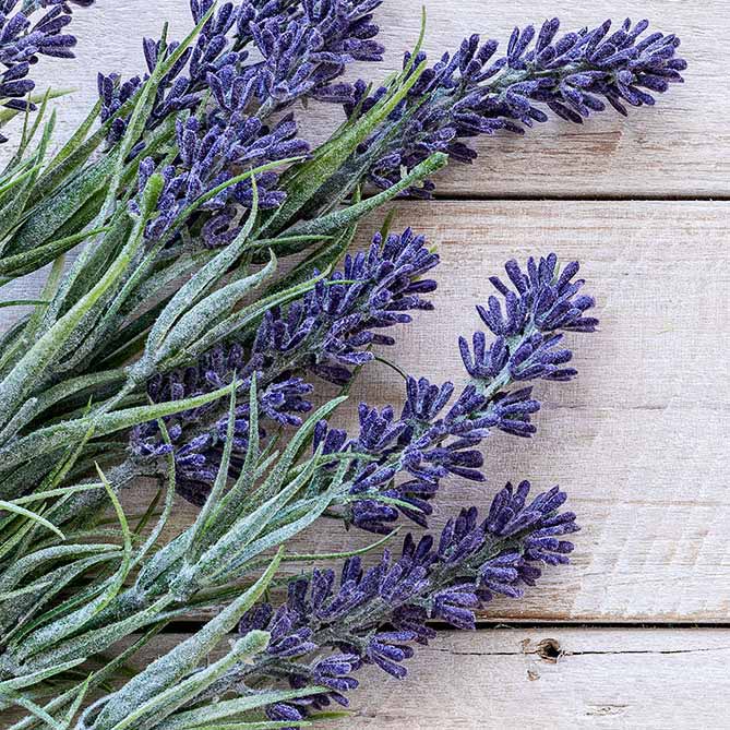 Lavender Oil — Sun's Eye bottle